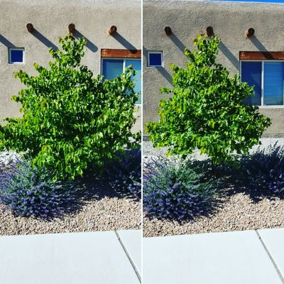 Green Year Property Maintenance - We pride ourselves on maintaining your property and bringing life back into your existing yard.
***Minimum 1 Hour Charge: $89.00 + Tax
Call us for a free estimate today: (505) 999-6908 Green Year Property Maintenance - We pride ourselves on maintaining your property and bringing life back into your existing yard.
***Minimum 1 Hour Charge: $89.00 + Tax
Call us for a free estimate today: (505) 999-6908