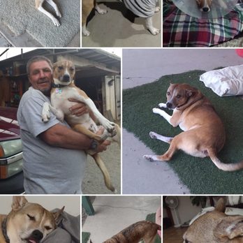 Paw In Hand - Veterinarians Near Me Paw In Hand - Veterinarians Near Me