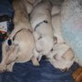 Photo of Becca's Babies