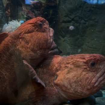 Shedd Aquarium - Aquariums Near Me - Chicago, Illinois