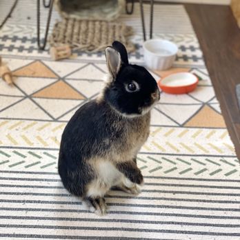 Family Veterinary - Dwarf Bunny - Veterinarians Near Me Family Veterinary - Dwarf Bunny - Veterinarians Near Me