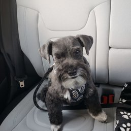 Bentley looking great after his grooming!