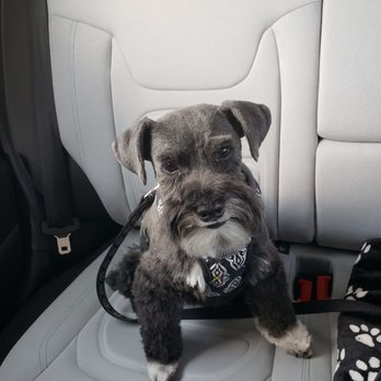 A Doggie in the Window - Bentley looking great after his grooming! - Pet Groomers Near Me - Phoenix, Arizona