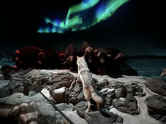 Wonders Of Wildlife National Museum & Aquarium by null