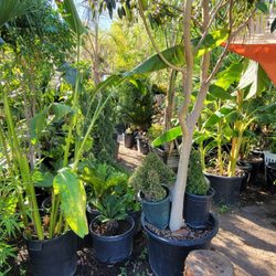 Exotic Garden Nursery - Trees