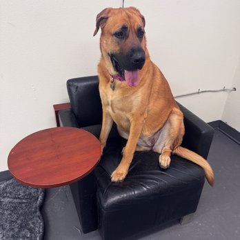 Paws Playland ABQ - We serve the Albuquerque Northeast community! - Pet Boarding Near Me - Albuquerque, New Mexico