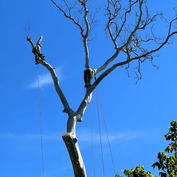 MM Lawn Service and Landscaping - Tree removal service #treeservice #treeremoval #landscape
#warringtonpa #chalfontpa #southamptonpa #warminsterpa #jamisonpa #richboropa - Landscaping Near Me MM Lawn Service and Landscaping - Tree removal service #treeservice #treeremoval #landscape
#warringtonpa #chalfontpa #southamptonpa #warminsterpa #jamisonpa #richboropa - Landscaping Near Me