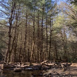 Neversink River Unique Area - Grateful for the trees, and the water.
Super healing.
