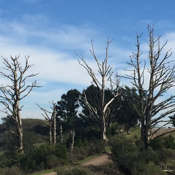 Tilden Regional Park - Parks Near Me - Berkeley, California Tilden Regional Park - Parks Near Me - Berkeley, California