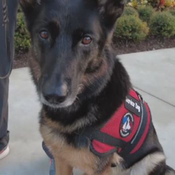 CharlieBar Boarding and Training - On the job ! - Pet Training Near Me