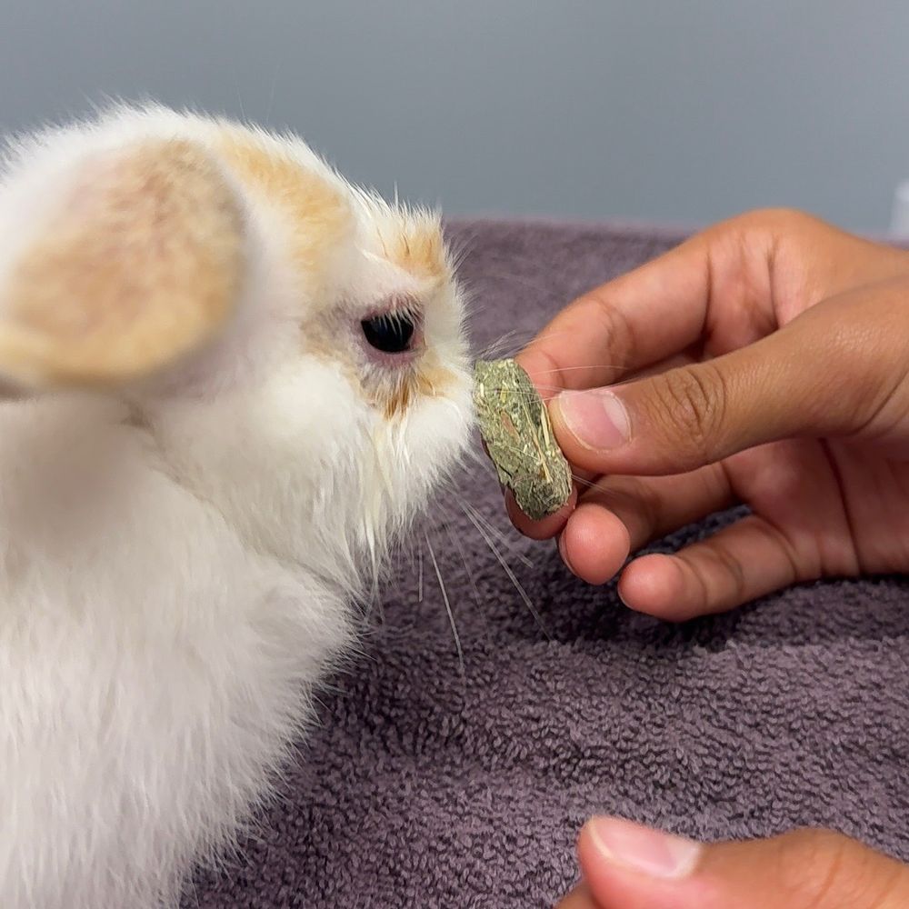 Veterinary Eye Clinic - Veterinarians Near Me - Calabasas, California