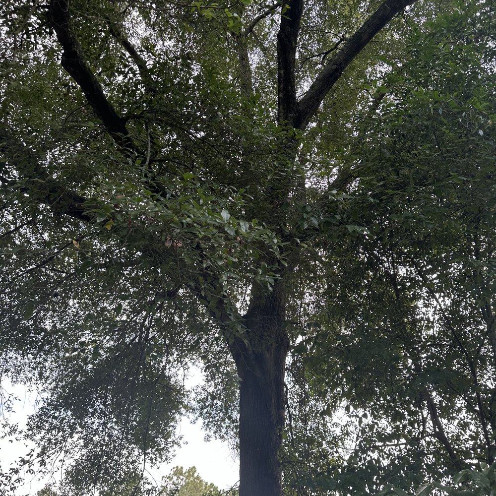 Mr Stump - This is the top of the tree - Tree Services Near Me - Tallahassee, Florida