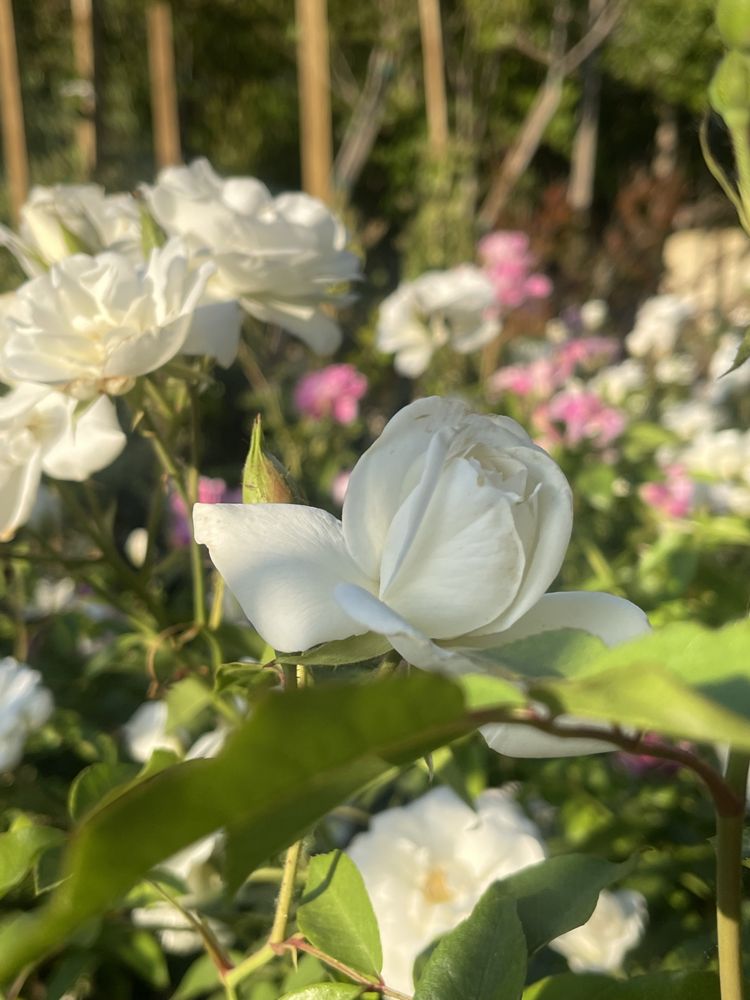 COCO’S NURSERY Updated June 2024 25 Photos 1425 4th St, Norco