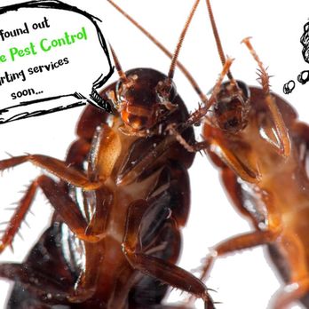 GreenLine Pest Control - Scared termites! - Pest Control Near Me GreenLine Pest Control - Scared termites! - Pest Control Near Me