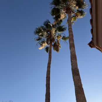 Delta MS Landscaping - before - Tree Services Near Me - Phoenix, Arizona Delta MS Landscaping - before - Tree Services Near Me - Phoenix, Arizona