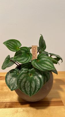 Ginger13 by null