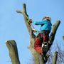 Photo of Darwin Tree Services