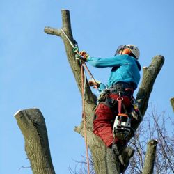 Darwin Tree Services - Tree pollard in Biggin Hill