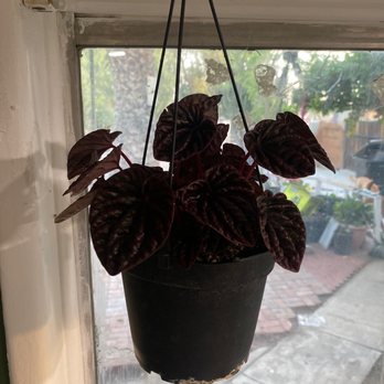 Kimberly's Indoor Plants - Nurseries & Gardening Near Me - Rialto, California Kimberly's Indoor Plants - Nurseries & Gardening Near Me - Rialto, California