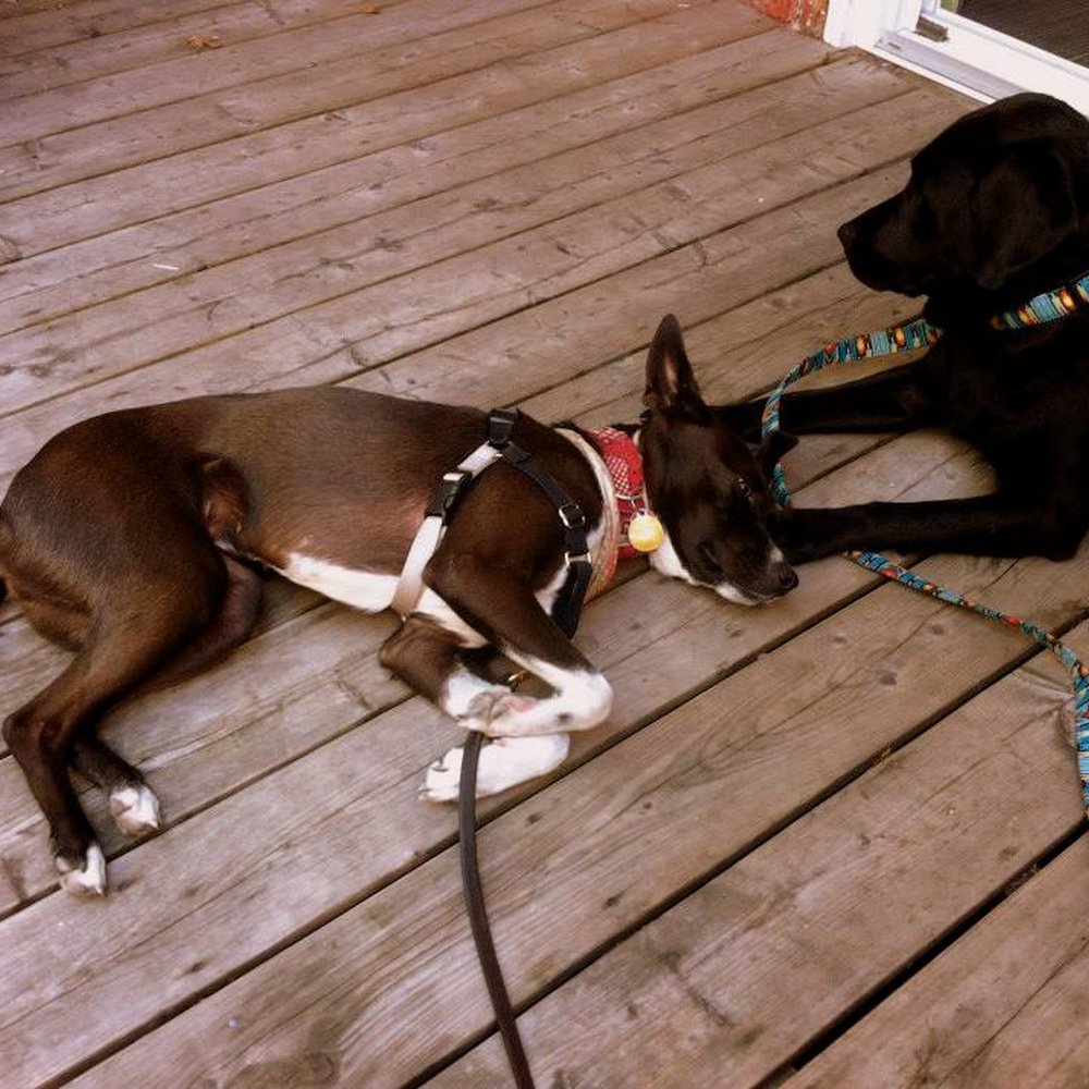 Walk With Meg - Ashby hanging out with Wil-E in the summer - Dog Walkers Near Me Walk With Meg - Ashby hanging out with Wil-E in the summer - Dog Walkers Near Me