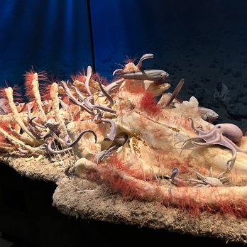 Field Museum - Museums Near Me - Chicago, Illinois