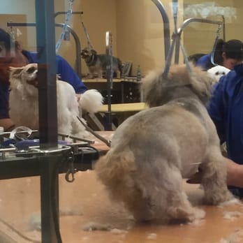 PetSmart - Pets being chopped‼ - Pet Stores Near Me - Daly City, California