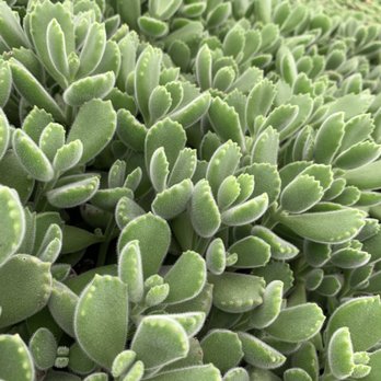 Vista Succulents - Bears Paw Succulent - Nurseries & Gardening Near Me - Vista, California Vista Succulents - Bears Paw Succulent - Nurseries & Gardening Near Me - Vista, California