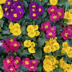 Michael's Garden Gate Nursery - Beautiful Primrose makes you feel like spring is right around the corner