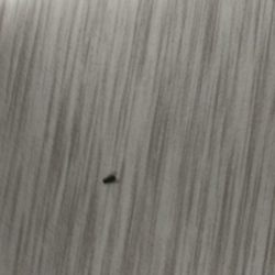 Happy Acres Ranch - Dead flies everywhere.