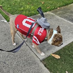 Dogs for Humanity