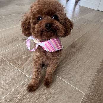 Cotton Candy Cut - Pet Groomers Near Me