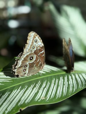 The Key West Butterfly and Nature Conservatory by null