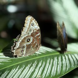 The Key West Butterfly & Nature Conservatory
