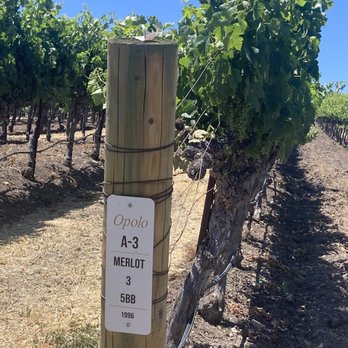 Opolo Vineyards - Wineries Near Me - Paso Robles, California Opolo Vineyards - Wineries Near Me - Paso Robles, California