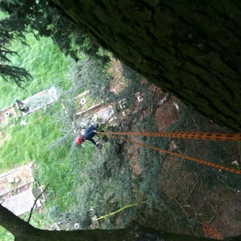 REDWOOD Tree Care - Redwood Tree care Edgbaston - Tree Services Near Me - Solihull, XWM REDWOOD Tree Care - Redwood Tree care Edgbaston - Tree Services Near Me - Solihull, XWM
