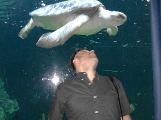 Acquario di Livorno by null