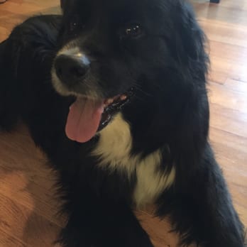 vetcare animal hospital