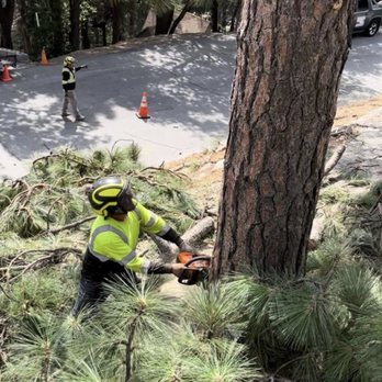 HLI Tree Experts - Tree Services Near Me