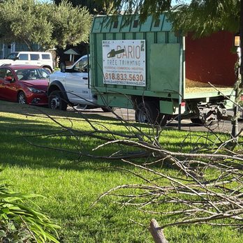 Dario Tree Trimming - Dario Tree Trimming work truck - Tree Services Near Me - Sylmar, California Dario Tree Trimming - Dario Tree Trimming work truck - Tree Services Near Me - Sylmar, California