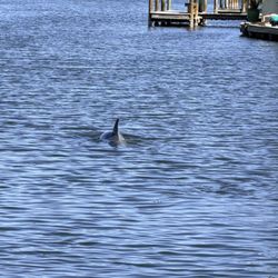 Wildside Tours - Dolphin