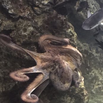 L'Aquàrium Barcelona - Octopus - Aquariums Near Me - Barcelona, B L'Aquàrium Barcelona - Octopus - Aquariums Near Me - Barcelona, B