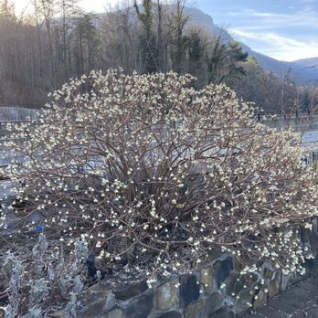 Lake Lure Flowering Bridge - Cotoneaster (very lovely and interesting plant) - Botanical Gardens Near Me - Lake Lure, North Carolina Lake Lure Flowering Bridge - Cotoneaster (very lovely and interesting plant) - Botanical Gardens Near Me - Lake Lure, North Carolina