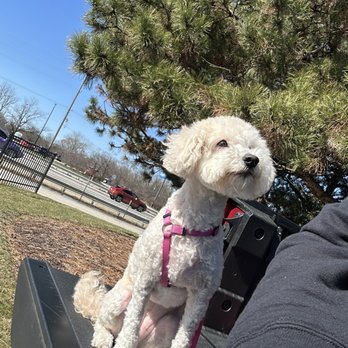 Elmhurst Animal Care Center - 3/9/24 had an emergency visit due to a groomer that wasn't supposed to express her glands and I was able to walk In - Veterinarians Near Me - Elmhurst, Illinois Elmhurst Animal Care Center - 3/9/24 had an emergency visit due to a groomer that wasn't supposed to express her glands and I was able to walk In - Veterinarians Near Me - Elmhurst, Illinois