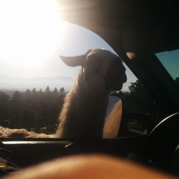 Olympic Game Farm - Llama!! - Zoos Near Me - Sequim, Washington Olympic Game Farm - Llama!! - Zoos Near Me - Sequim, Washington