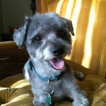 K9 Central - Pet Sitting Near Me - Bowmanville, Ontario