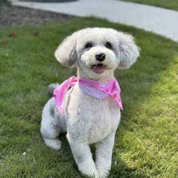 Tails and Tangles Grooming - Our super cute sheepadoodle - Pet Groomers Near Me - Atlanta, Georgia Tails and Tangles Grooming - Our super cute sheepadoodle - Pet Groomers Near Me - Atlanta, Georgia