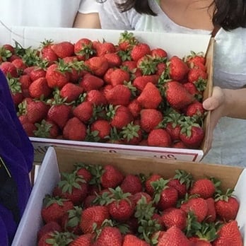 Lee Turkey Farm - Strawberry - Fruits & Veggies Near Me - East Windsor, New Jersey