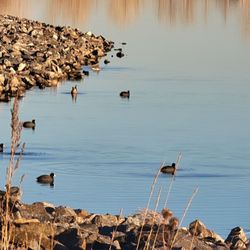 St. Vrain State Park - Ducks in winter
