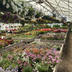 Mary's Greenhouse