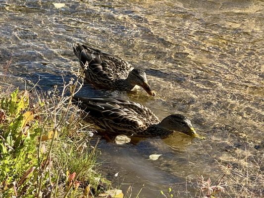 Chena Hot Springs Resort by null
